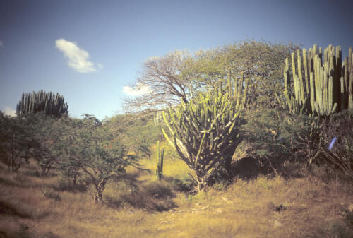 4484     RTW 9 Nov 1990 - On the road south, Mexico