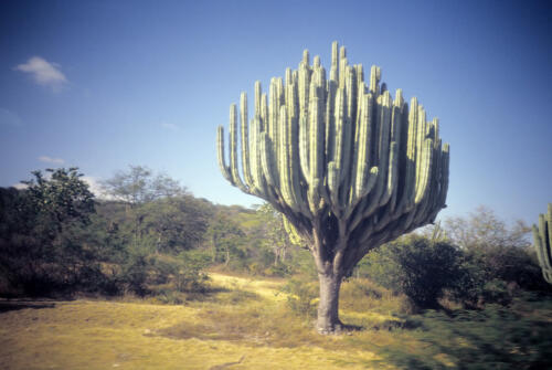 4485     RTW 9 Nov 1990 - On the road south, Mexico
