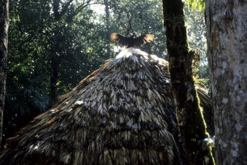 4534 hr RTW 17-18 Nov 1990 - Flight to Flores and Tikal, Guatemala