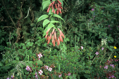 4585     RTW 1-2 Dec 1990 Volcan Poas near San Jose - Costa Rica