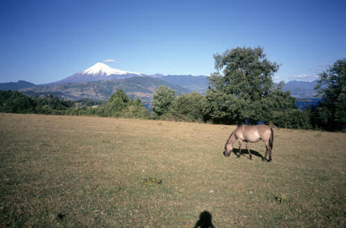 4905 hr RTW 6-7 Feb 1991 Licanray  Panguipulli Chile