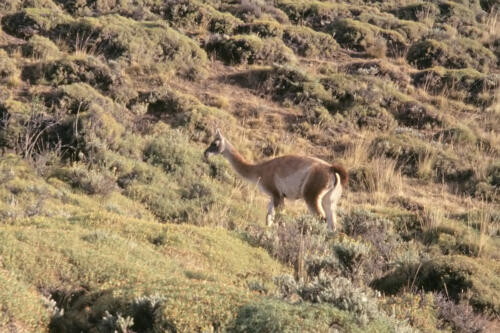 4988 hr RTW 20 Feb 1991 Torres del Paine Chile