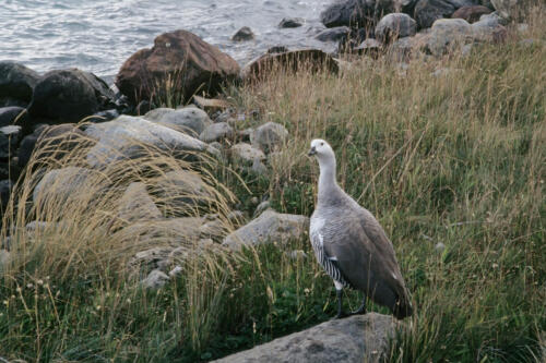4993 hr RTW 20 Feb 1991 Torres del Paine Chile