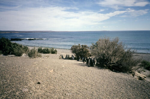 5009 hr RTW 25 Feb 1991 Punta Tombo Argentina