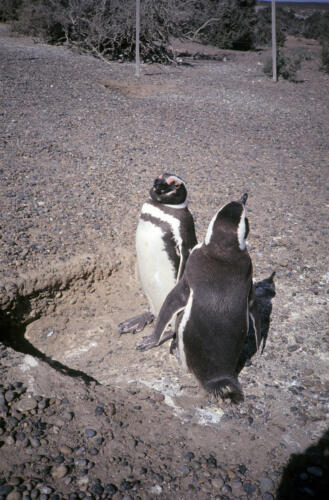 5012 hr RTW 25 Feb 1991 Punta Tombo Argentina