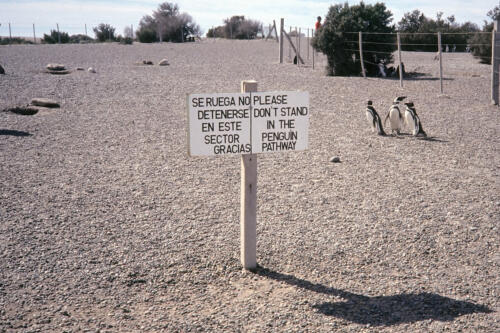 5013 hr RTW 25 Feb 1991 Punta Tombo Argentina