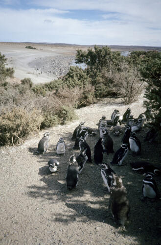5014 hr RTW 25 Feb 1991 Punta Tombo Argentina