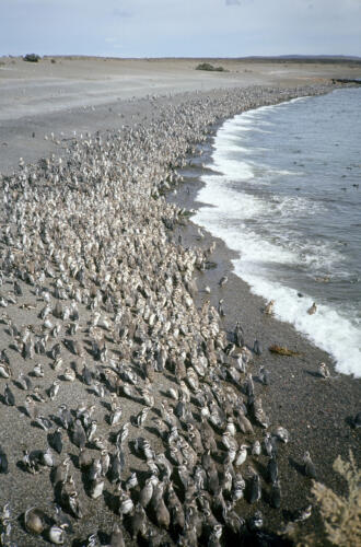 5015 hr RTW 25 Feb 1991 Punta Tombo Argentina