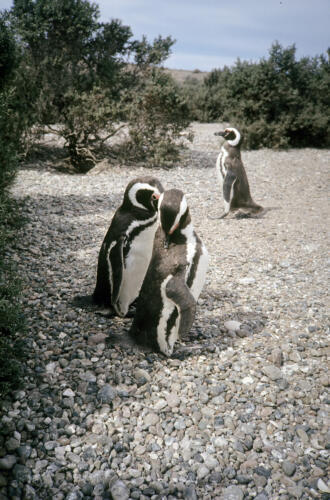 5018 hr RTW 25 Feb 1991 Punta Tombo Argentina