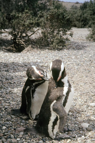 5019 hr RTW 25 Feb 1991 Punta Tombo Argentina