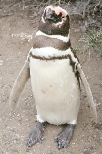 5020 hr RTW 25 Feb 1991 Punta Tombo Argentina