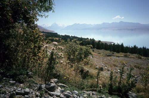5056 hr RTW 10 Mar 1991 to Queenstown via Mt Cook NZ