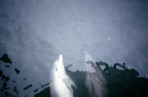 5120 hr RTW 13-14 Mar 1991 Milford Sound NZ