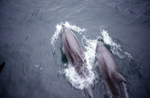 5121 hr RTW 13-14 Mar 1991 Milford Sound NZ