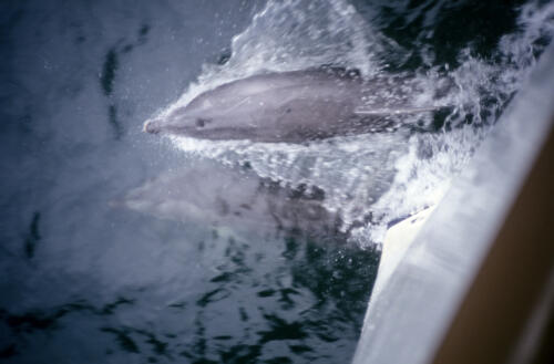 5122 hr RTW 13-14 Mar 1991 Milford Sound NZ