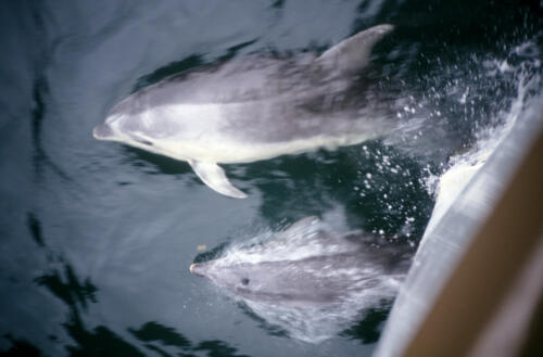 5123 hr RTW 13-14 Mar 1991 Milford Sound NZ