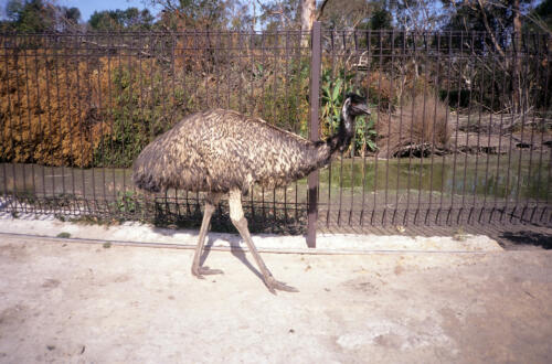 5188 hr RTW 20-26 Mar 1991 Sydney  Australia