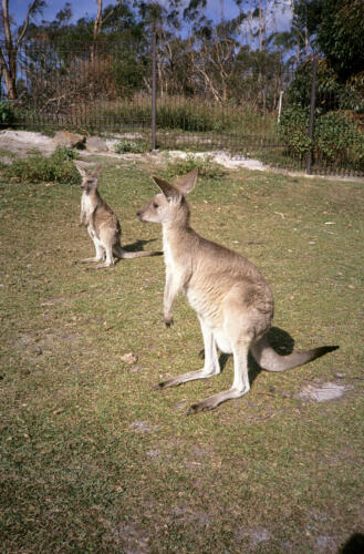 5189 hr RTW 20-26 Mar 1991 Sydney  Australia