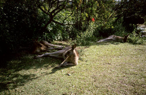 5190 hr RTW 20-26 Mar 1991 Sydney  Australia