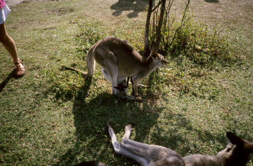 5191 hr RTW 20-26 Mar 1991 Sydney  Australia