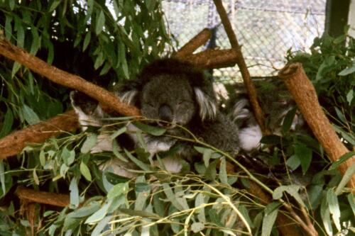 5192 hr RTW 20-26 Mar 1991 Sydney  Australia2