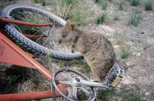 5263 hr RTW 17-19 Apr 1991 Perth and Rottnest Island Australia