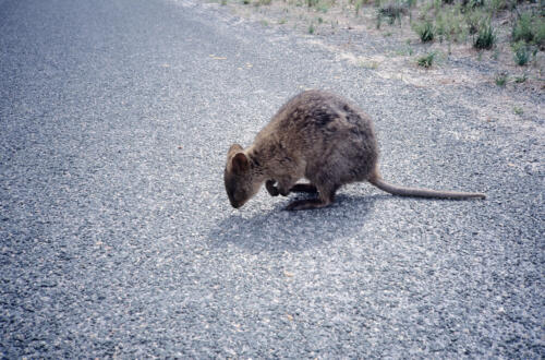 5264 hr RTW 17-19 Apr 1991 Perth and Rottnest Island Australia