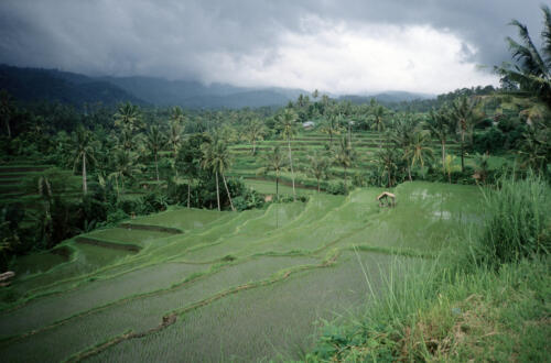 5280 hr RTW 20-24 Apr 1991 Bali Indonesia