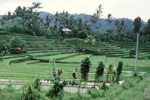 5281 hr RTW 20-24 Apr 1991 Bali Indonesia