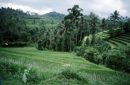 5282 hr RTW 20-24 Apr 1991 Bali Indonesia