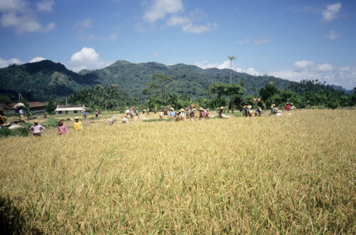 5335 hr RTW 8-10 May 1991 Bali Indonesia