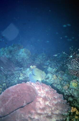 5393 hr RTW 31 May 1991 Phuket Thailand