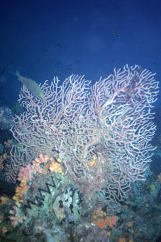 5397 hr RTW 31 May 1991 Phuket Thailand