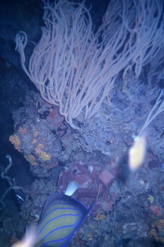 5398 hr RTW 31 May 1991 Phuket Thailand