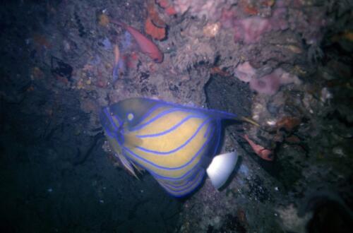 5399 hr RTW 31 May 1991 Phuket Thailand