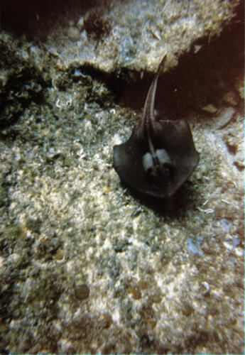 5965 hr RTW 18 Apr 1991 Diving off Rottnest Island Perth Australia