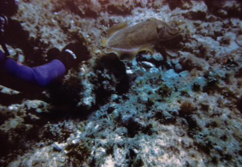 5966 hr RTW 18 Apr 1991 Diving off Rottnest Island Perth Australia