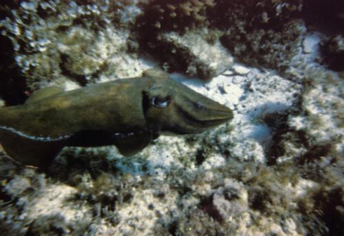 5967 hr RTW 18 Apr 1991 Diving off Rottnest Island Perth Australia